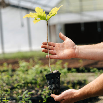 Image of a Mastadon burr oak seedling.